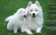 依木展览资讯：2017年捷克布尔诺国际名狗展INTERNATIONAL DOG SHOW BRNO